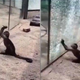 Imagen para el artículo titulado El momento en que el mono de un zoo chino usa una roca afilada para romper el cristal de su jaula